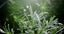 70 Years of Aloe: The Story Behind CURE