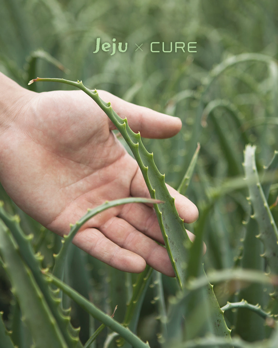 Cure Real Aloe Jelly Cream (100ml)